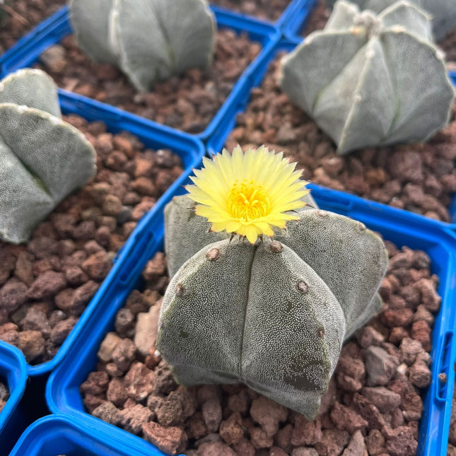 Astrophytum myriostigma