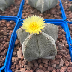 Collection image for: ASTROPHYTUM