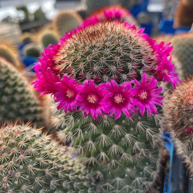 Mammillaria spinosissima var. rubispina