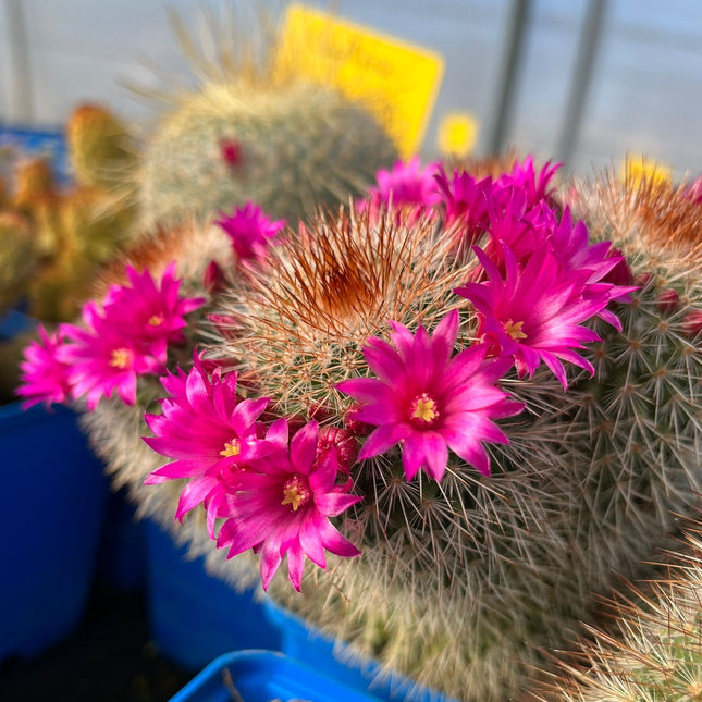 Mammillaria spinosissima var. rubispina