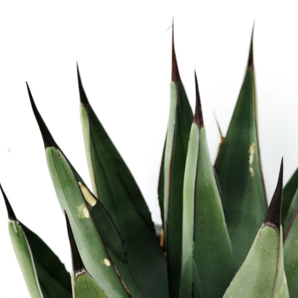 Agave x nigra - DesertSTORE.es