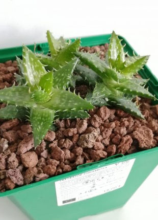Aloe juvenna