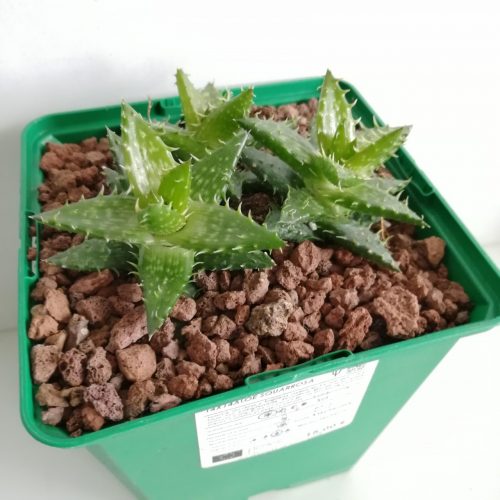 Aloe Squarrosa