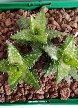 Aloe juvenna