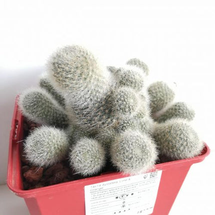 Aylostera hoffmannii