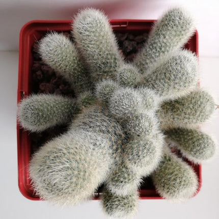 Aylostera hoffmannii