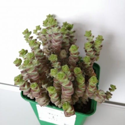 Crassula rupestris