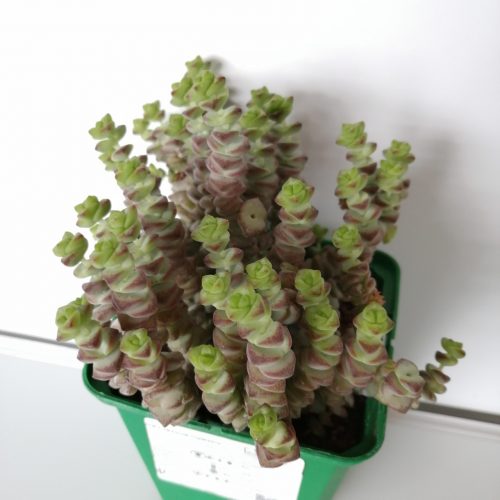 Crassula rupestris