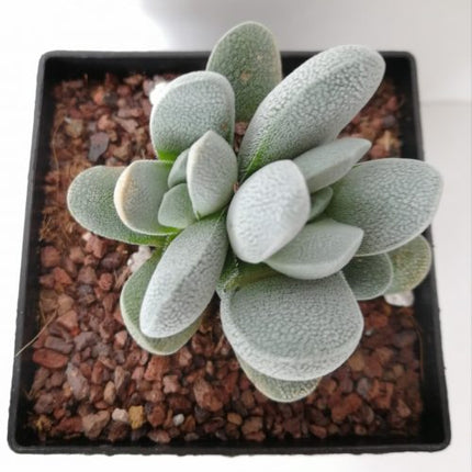 Crassula tecta