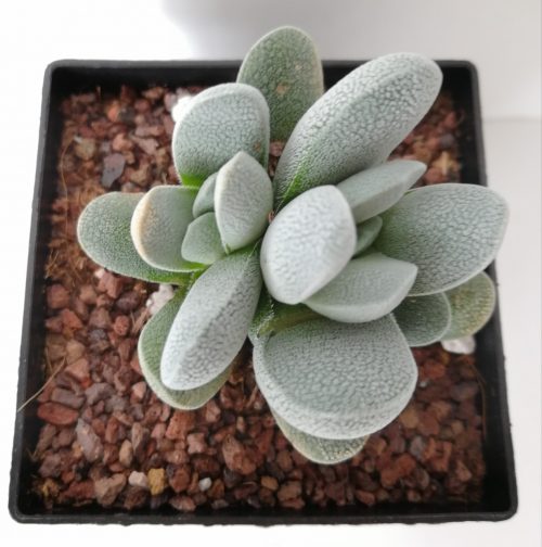 Crassula tecta