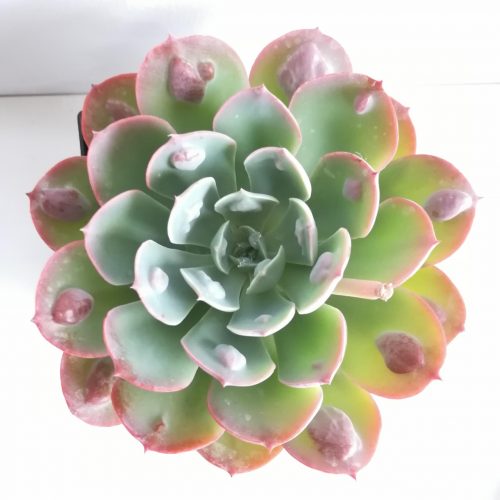 echeveria raindrops succulent Echeveria 'Rain Drops' – DesertSTORE.es