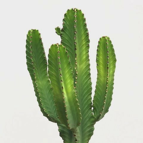 Euphorbia ingens XXL