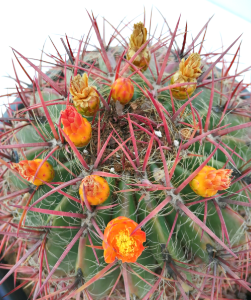 Ferocactus stainesii - DesertSTORE.es