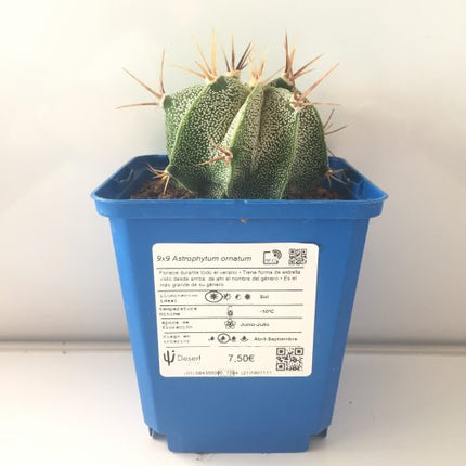 Astrophytum ornatum 'S' 'M' y 'L' - DesertSTORE.es