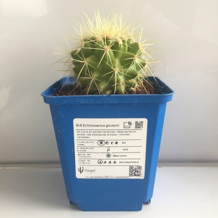 Kroenleinia (Echinocactus) grusonii 'S' y 'M' - DesertSTORE.es