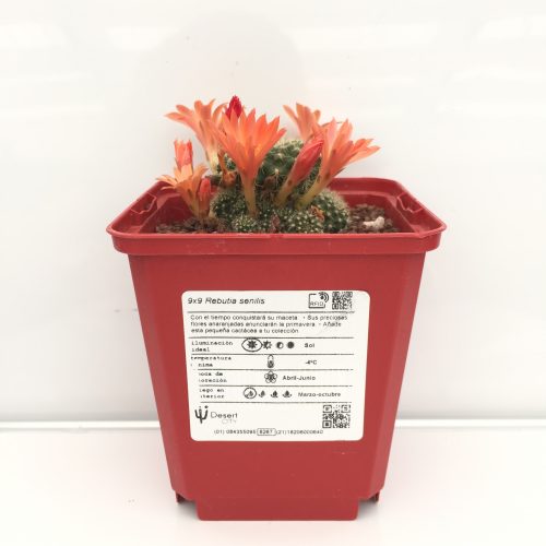 Rebutia senilis 'S' y 'M' - DesertSTORE.es