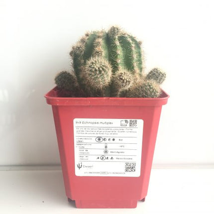 Echinopsis oxygona 'S' 'M' y 'L' - DesertSTORE.es