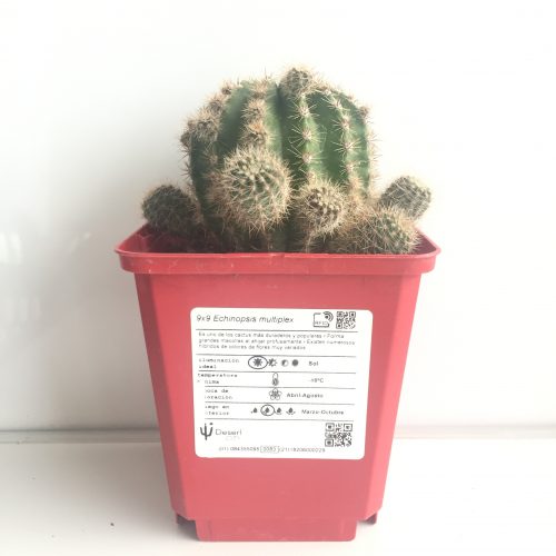 Echinopsis oxygona 'S' 'M' y 'L' - DesertSTORE.es