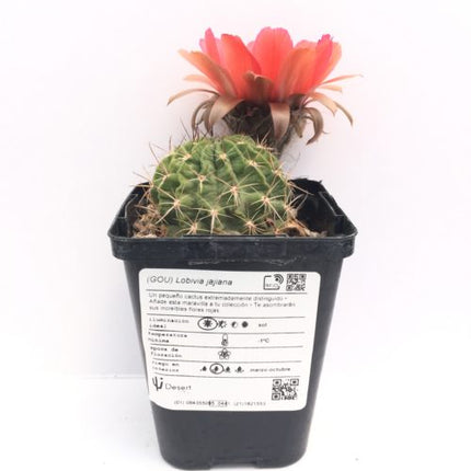 Lobivia jajoiana - DesertSTORE.es