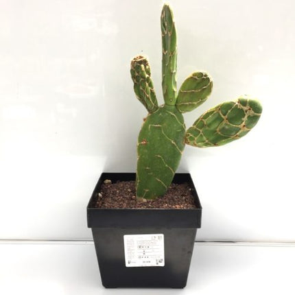 Opuntia zebrina f. reticulata - DesertSTORE.es