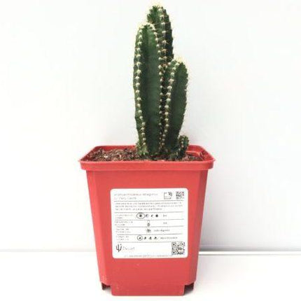 Acanthocereus tetragonus cv. Fairy Castle (Computer Cactus / Fairy Castle)