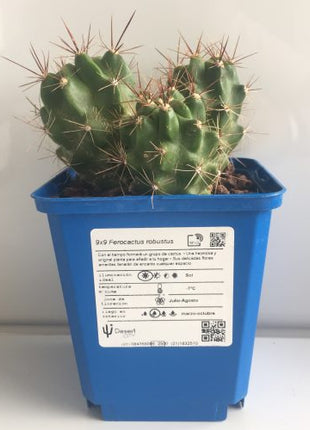 Ferocactus robustus 'S' - DesertSTORE.es