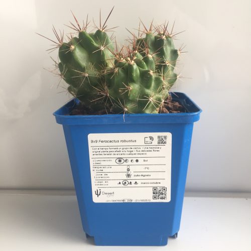 Ferocactus robustus 'S' - DesertSTORE.es