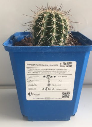 Echinocereus tayopensis "S" - DesertSTORE.es