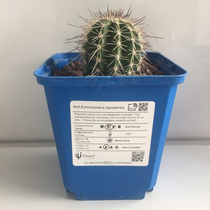 Echinocereus tayopensis "S" - DesertSTORE.es