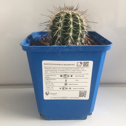 Echinocereus tayopensis "S" - DesertSTORE.es