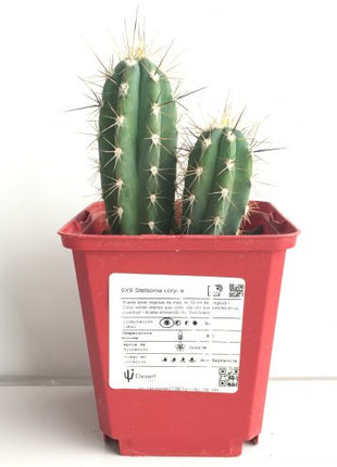 Stetsonia coryne 'S' y 'M' - DesertSTORE.es