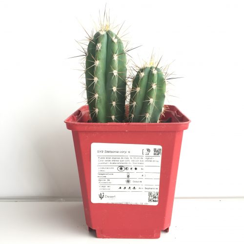 Stetsonia coryne 'S' y 'M' - DesertSTORE.es