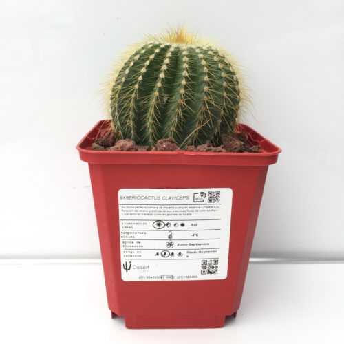 Eriocactus (eriocephala) claviceps 'S' y 'M' - DesertSTORE.es