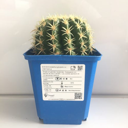 Kroenleinia (Echinocactus) grusonii cv. intermedius (brevispinus) 'S' 'M' y 'L' - DesertSTORE.es