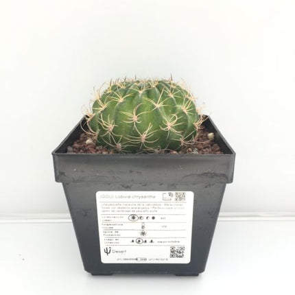 Lobivia crysantha - DesertSTORE.es