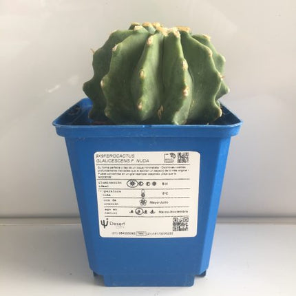 Ferocactus glaucescens f. nuda (inermis) 'S' 'M' y 'L' - DesertSTORE.es