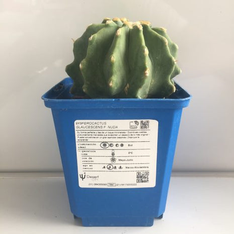 Ferocactus glaucescens f. nuda (inermis) 'S' 'M' y 'L' - DesertSTORE.es