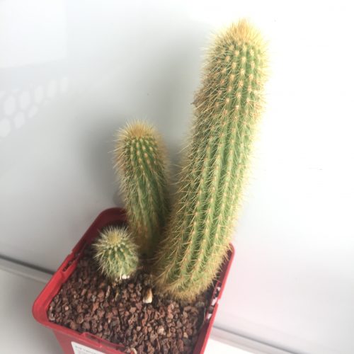 Vatricania guentheri 'S' 'M' 'L' y 'XL' - DesertSTORE.es