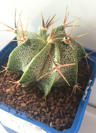 Astrophytum ornatum 'S' 'M' y 'L' - DesertSTORE.es