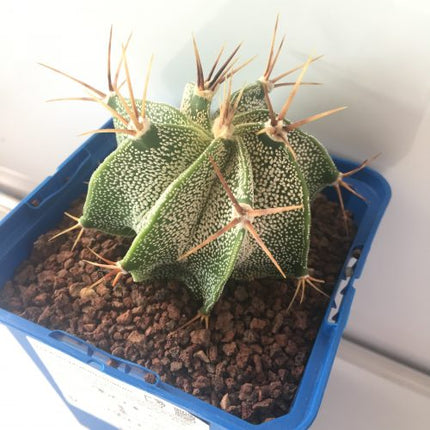 Astrophytum ornatum 'S' 'M' y 'L' - DesertSTORE.es