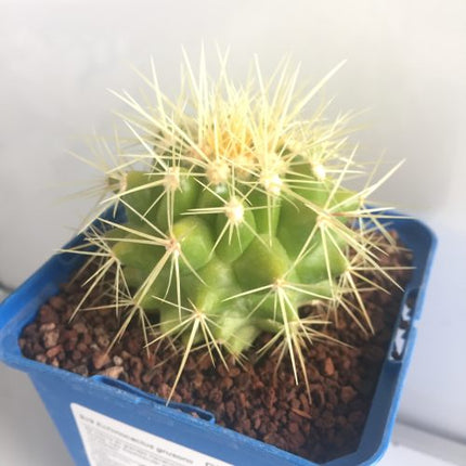 Kroenleinia (Echinocactus) grusonii 'S' y 'M' - DesertSTORE.es