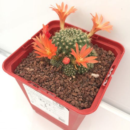 Rebutia senilis 'S' y 'M' - DesertSTORE.es