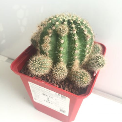 Echinopsis oxygona 'S' 'M' y 'L' - DesertSTORE.es