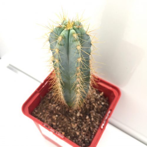 Pilosocereus pachycladus (azureus) 'S' 'M' 'L' y 'XL' - DesertSTORE.es