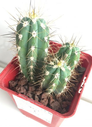 Stetsonia coryne 'S' y 'M' - DesertSTORE.es