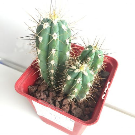 Stetsonia coryne 'S' y 'M' - DesertSTORE.es