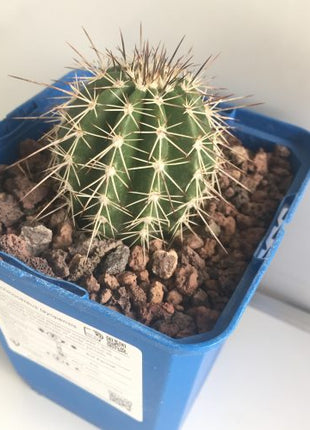 Echinocereus tayopensis "S" - DesertSTORE.es