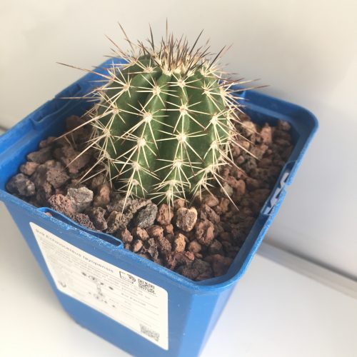 Echinocereus tayopensis "S" - DesertSTORE.es