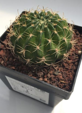 Lobivia crysantha - DesertSTORE.es