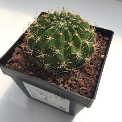 Lobivia crysantha - DesertSTORE.es